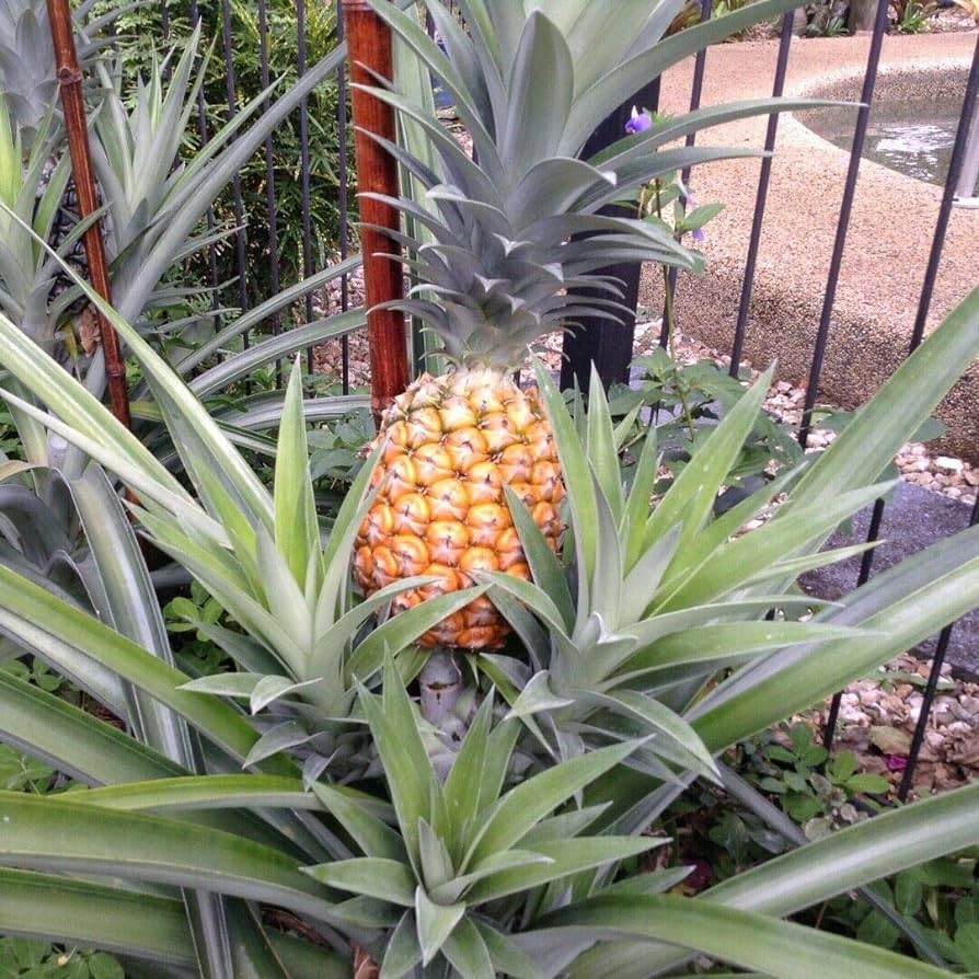 White Pineapple – White Hawaiian Pineapple Review