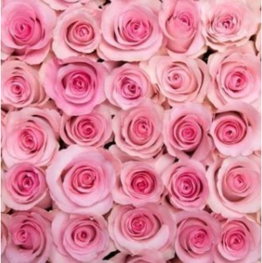 Ramo de flores de rosas rosadas – Hermosas rosas rosadas con entrega a domicilio – Rosas frescas y de lujo – Rosas de cumpleaños y aniversario – Cualquier ocasión (sin jarrón) (48 rosas) review