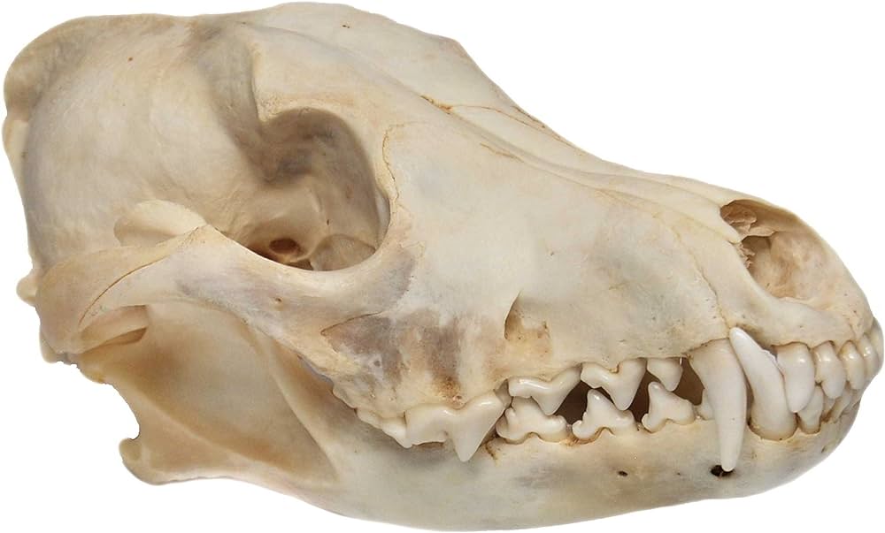 Real Bone Coyote Skull Review