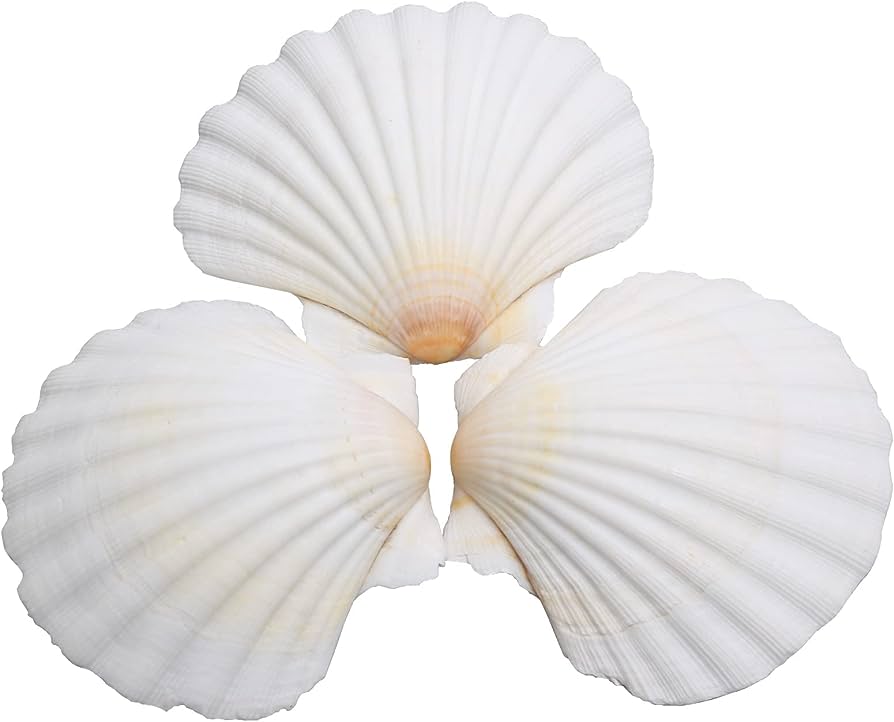 25pcs Scallop Shells for Crafts Review