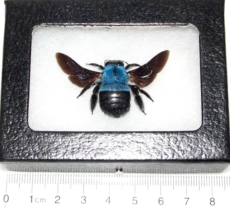 Xylocopa caerulea Real Framed Bumblebee Blue Carpenter BEE Indonesia review