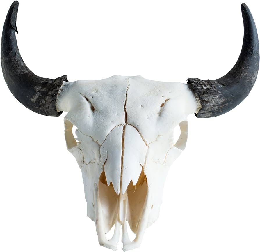 Real Bone American Bison (Buffalo) Skull Review